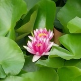 微雨黄昏