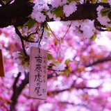 Lavienrose
