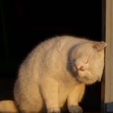 淡水路游荡的猫