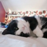 懒散猫。