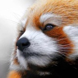 秦目夕