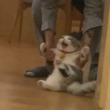 佛系一点