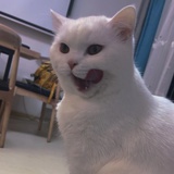 呆呆呆呆呆喵啊