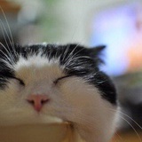 caicai嘉
