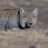 噼里啪啦碰