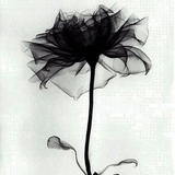 花开有尔