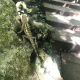 小鲜z