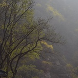 醋歹炮