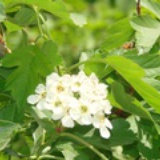 花园里的野人