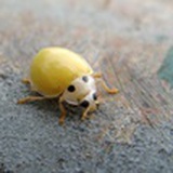 萱