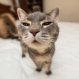 pu
