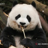 盼达