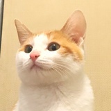 个猫主义
