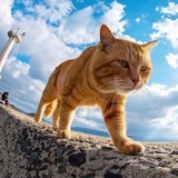 最美的春天-璀璨