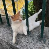 别的猫