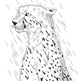 室内成猫