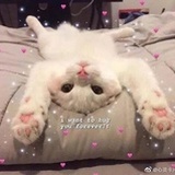 闪闪惹人爱