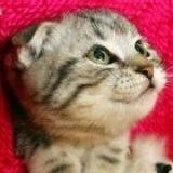 小懒猫Lindsay