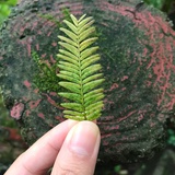 末小七