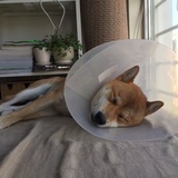 睡不醒doge