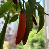 蓝麦