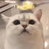 CGUll