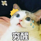 小小菊
