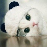 熊猫猫喵喵喵