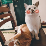 喵呜
