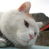 猫猫猫