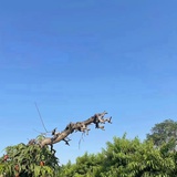 管家仔