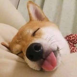 七剂