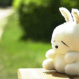 苹果皮