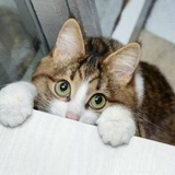 猫在角落里