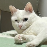 摩天飞猪啾啾