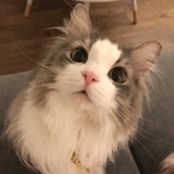 仙女鹅。