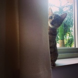 猫猫在摸鱼