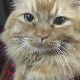 爱猫的莎