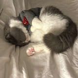 顿顿都吃饱