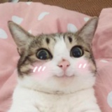 蜡笔小喵