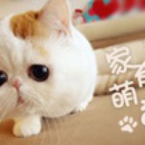 二毛