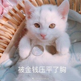 抹茶加倍