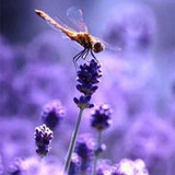 盛夏半梦