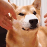 大脸猫