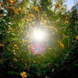 太阳照着我