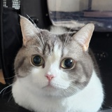 可乐Kele