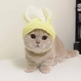 王小夭