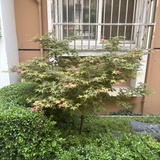 歷史阿牛2