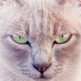 🐈‍⬛