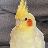 未因